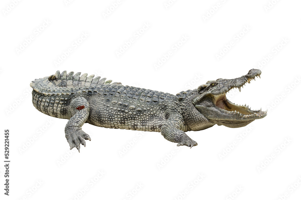 one freshwater crocodile opening mouth, reptile animal - obrazy, fototapety, plakaty 