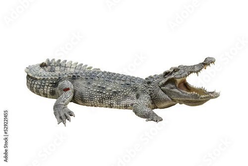 Fototapet one freshwater crocodile opening mouth, reptile animal