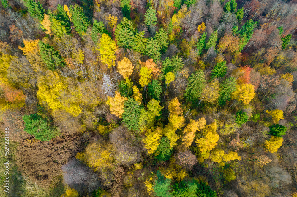 AERIAL, TOP DOWN: Conifer and deciduous trees forming lovely autumn contrast
