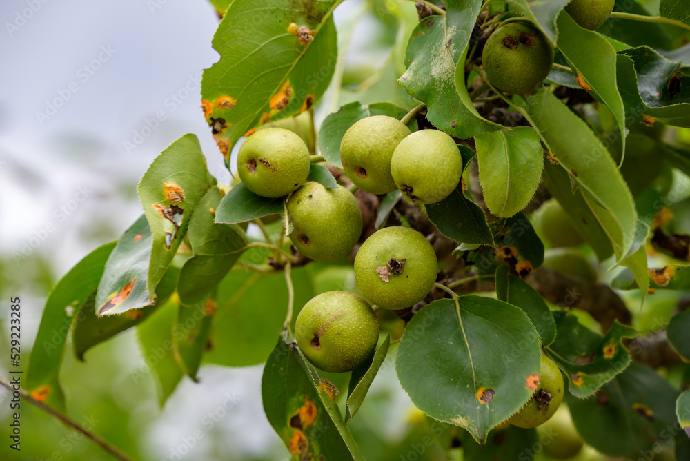 Young fruits of Japanese pear, on the branch Young fruits of Japanese pear, on the branch