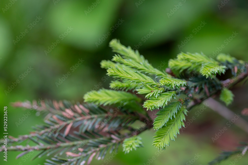 Spruce branches in spring close-up. Natural coniferous green background Spruce branches in spring close-up. Natural coniferous green background