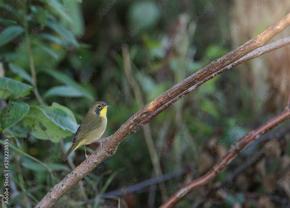 Common Yellowthroat on migration, first fall plumage Common Yellowthroat on migration, first fall plumage