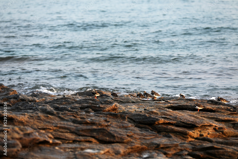 Birds on the coast of Brittany on a rock Birds on the coast of Brittany on a rock