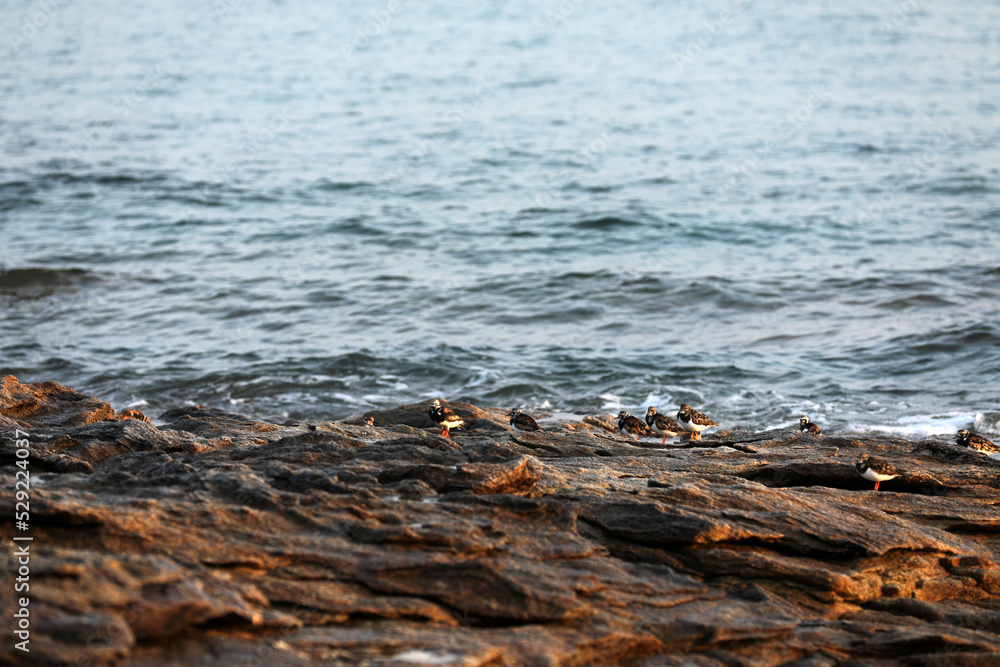 Fototapeta premium Birds on the coast of Brittany on a rock