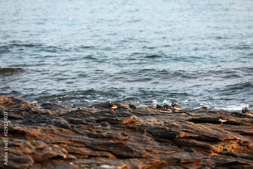 Birds on the coast of Brittany on a rock