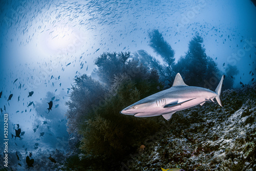 Print op canvas Primer plano tiburón gris con coral de fondo