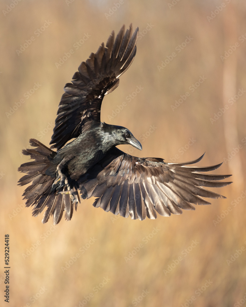 Obraz premium A beautiful raven (Corvus corax) flying bird North Poland Europe