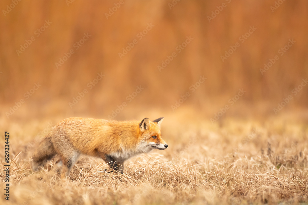 Fox (Vulpes vulpes) in autumn scenery, Poland Europe, animal walking among autumn meadow in amazing warm light Fox (Vulpes vulpes) in autumn scenery, Poland Europe, animal walking among autumn meadow in amazing warm light