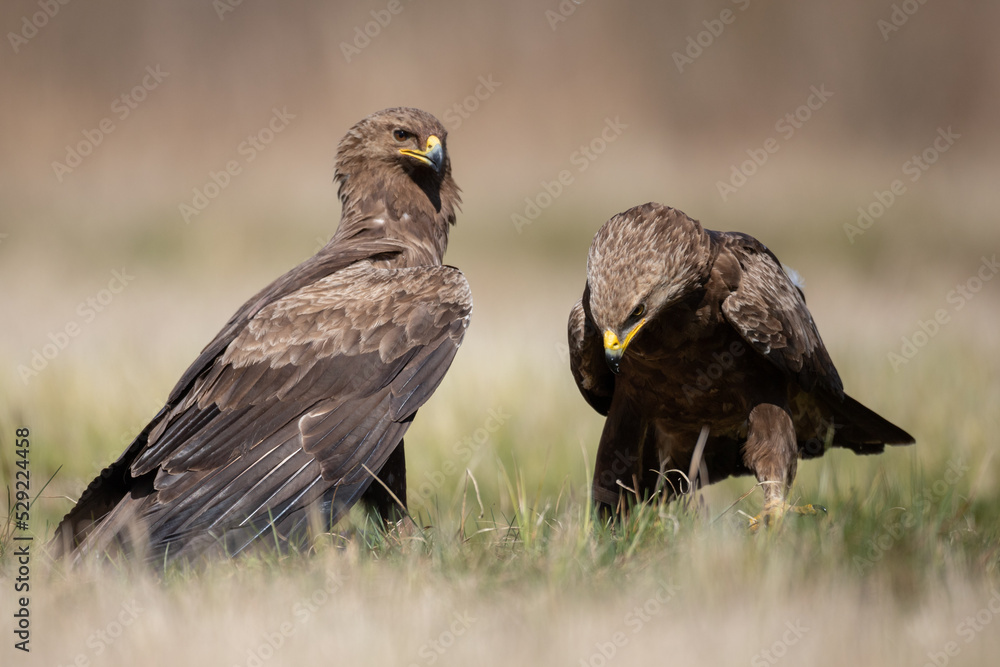 Obraz premium Birds of prey - Lesser Spotted Eagle ( Aquila pomarina )