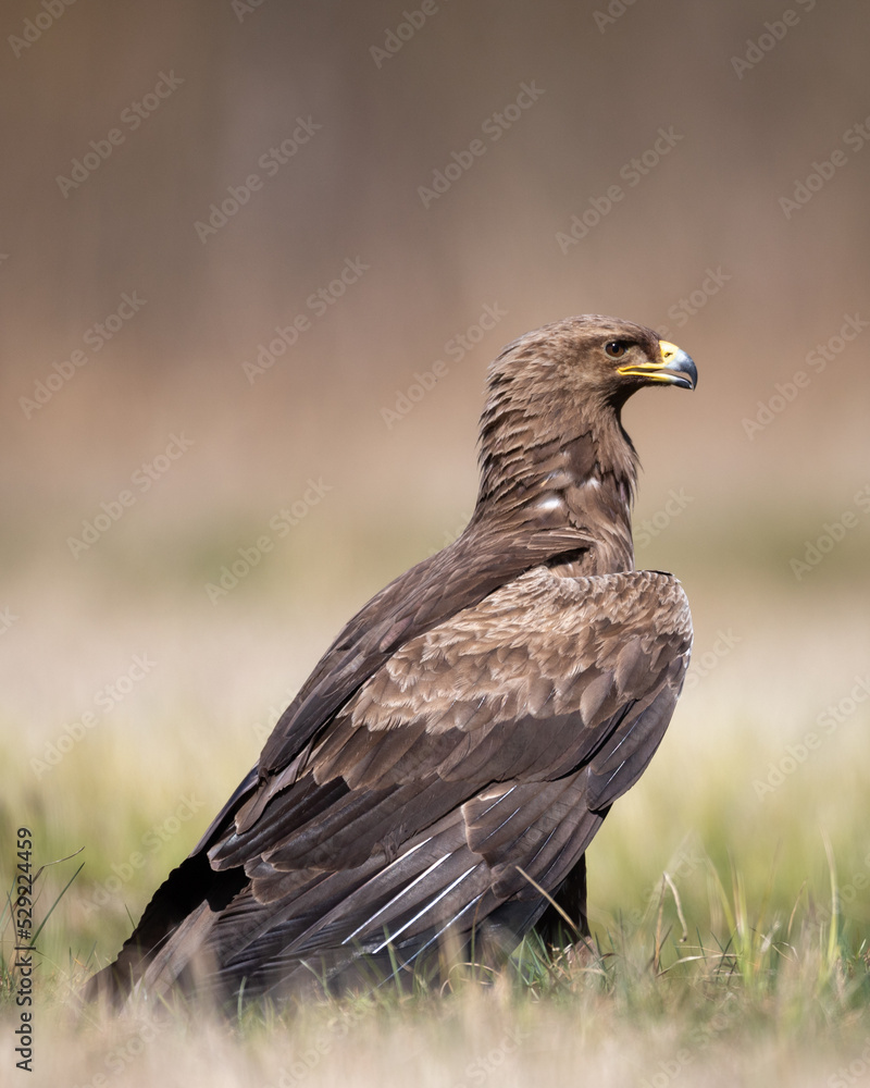 Birds of prey - Lesser Spotted Eagle ( Aquila pomarina ) Birds of prey - Lesser Spotted Eagle ( Aquila pomarina )