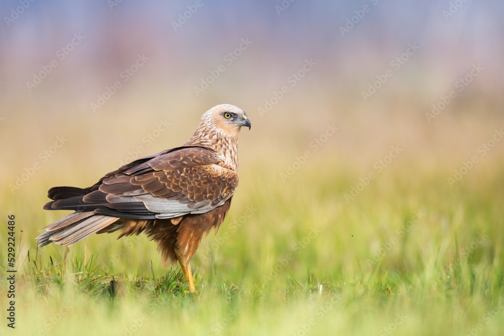 Birds of prey - Marsh Harrier male Circus aeruginosus hunting time Birds of prey - Marsh Harrier male Circus aeruginosus hunting time