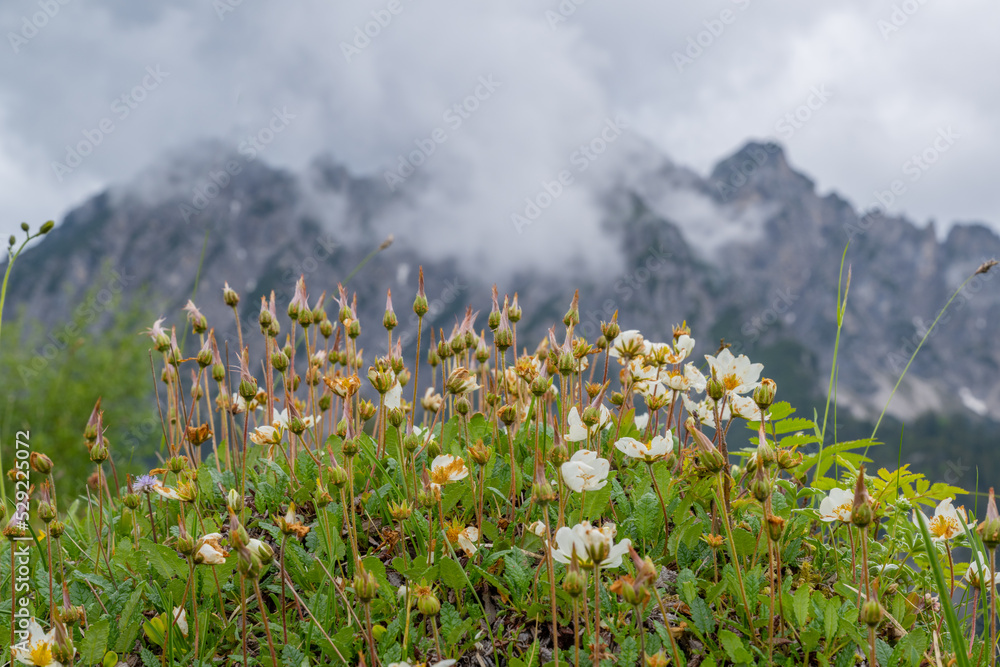 Flowers on the way to Alpe Gamp, Village of Nenzing, Walgau Valley, State of Vorarlberg, Austria - Dyras octopetala, Weisse Silberwurz