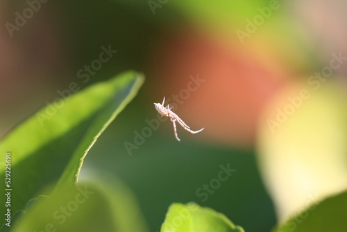 araignée suspendu à sa toile ( uloborus walckenaerius ) photo