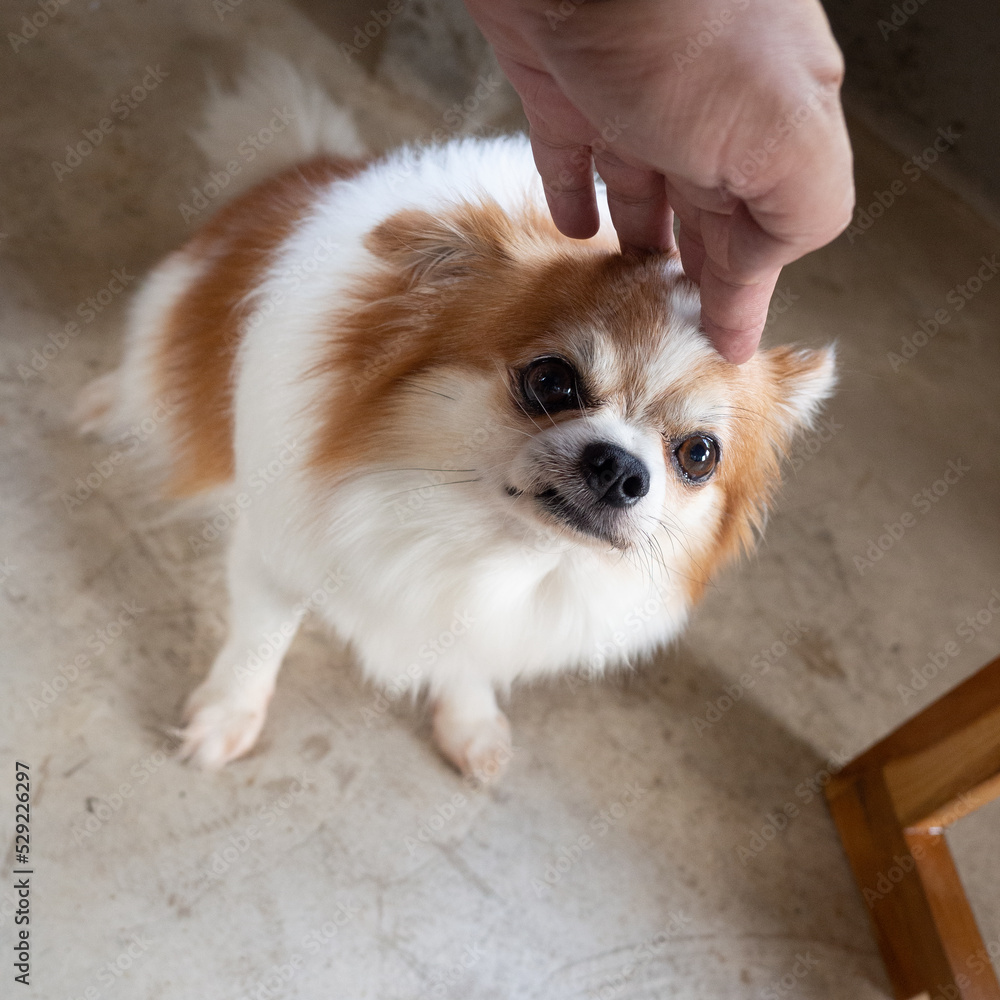A white dog with brown stripes is angry when it hits his head. A white dog with brown stripes is angry when it hits his head.