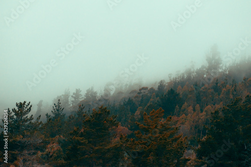 niebla de ladera con cielo totalmente nublado en un bosque otoñal con pinos