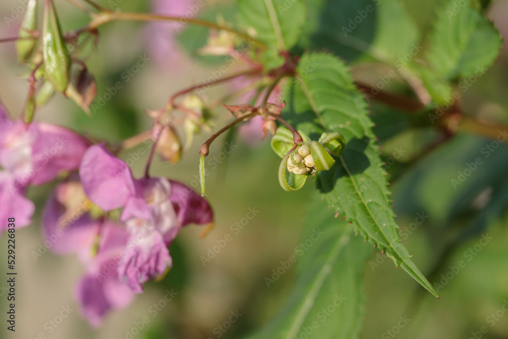 Bursted seed capsule of Himalayan balsam (Impatiens glandulifera). Agressive seed dispersal.. Bursted seed capsule of Himalayan balsam (Impatiens glandulifera). Agressive seed dispersal..