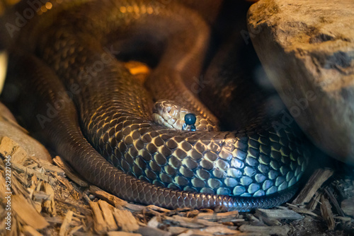 Eastern Indigo snake found in eastern coastal Georgia at a zoo in Tennessee. photo