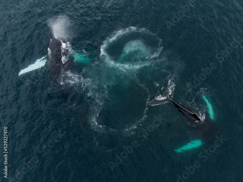 humpback whales hunting in the ocean using bubble net feeding © Zbigniew Wu