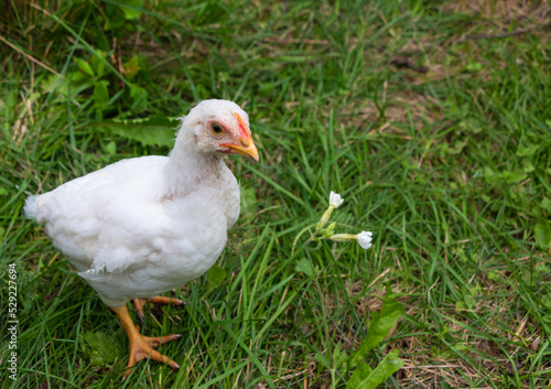 White broiler chickens walk on a farm against the background of green grass in summer © smaliariryna