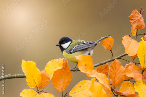 Tableau sur toile Colorful great tit (Parus major) perched on a tree trunk, photographed in horizo