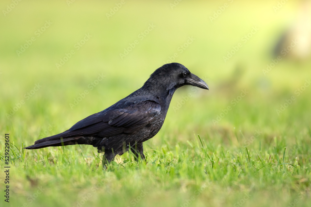 A beautiful raven (Corvus corax) walking among green meadow North Poland Europe A beautiful raven (Corvus corax) walking among green meadow North Poland Europe