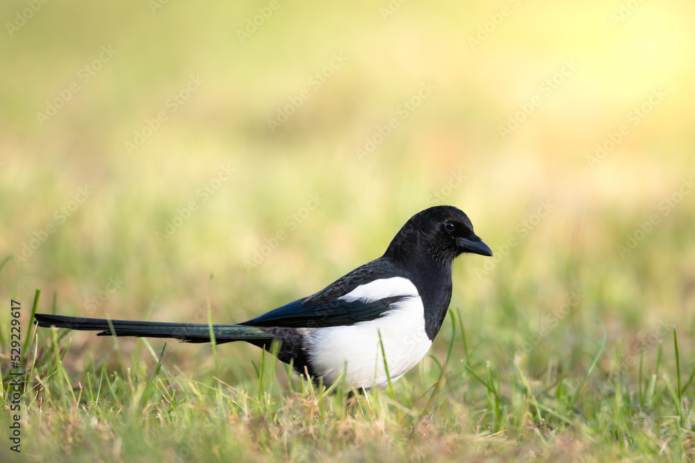 The Eurasian Magpie or Common Magpie or Pica pica walking on green meadow with colorful background The Eurasian Magpie or Common Magpie or Pica pica walking on green meadow with colorful background