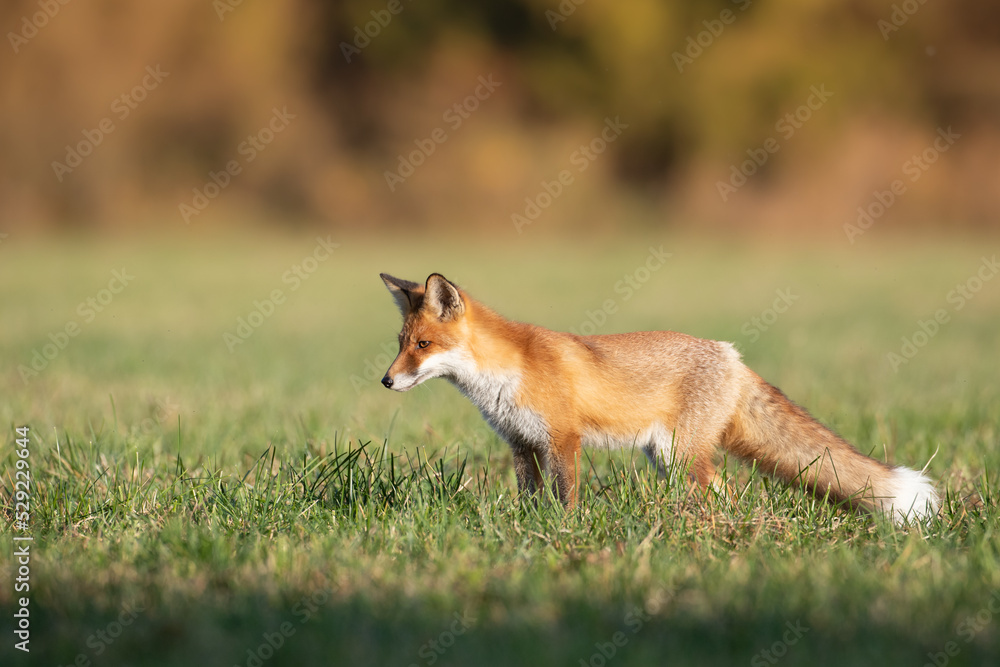 Fox (Vulpes vulpes) in autumn scenery, Poland Europe, animal walking among green meadow in amazing warm light Fox (Vulpes vulpes) in autumn scenery, Poland Europe, animal walking among green meadow in amazing warm light