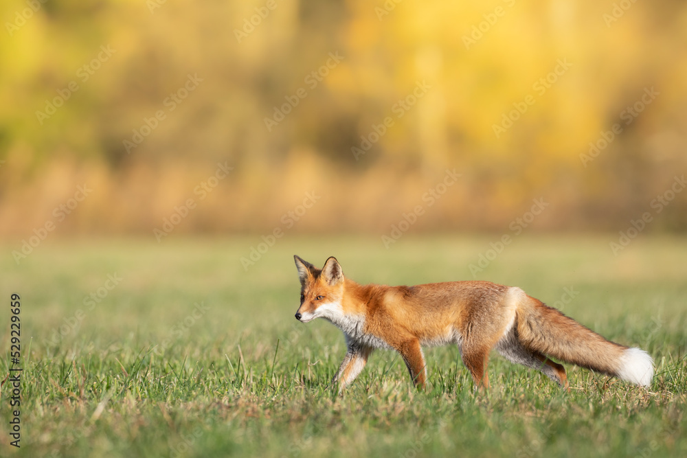 Fox (Vulpes vulpes) in autumn scenery, Poland Europe, animal walking among green meadow in amazing warm light