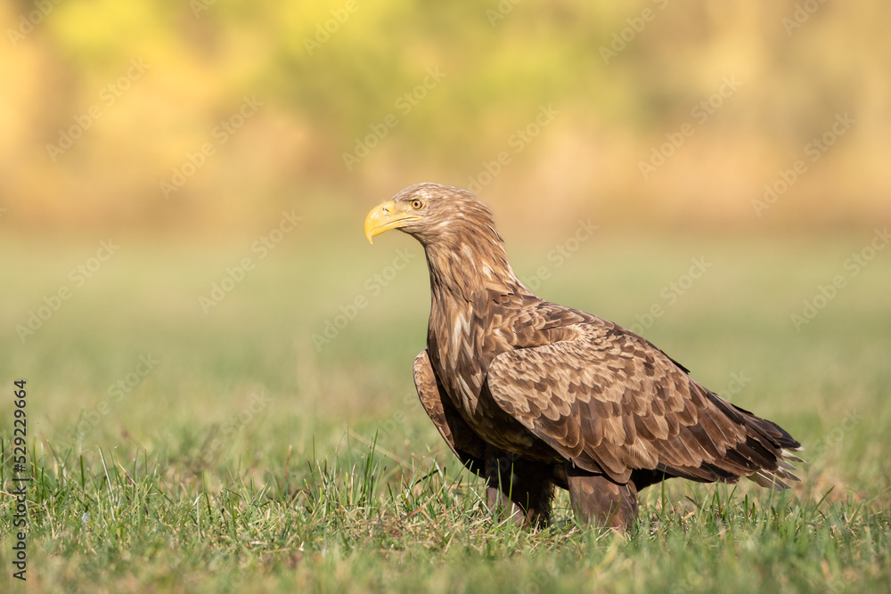 Majestic predator White-tailed eagle, Haliaeetus albicilla in Poland wild nature Majestic predator White-tailed eagle, Haliaeetus albicilla in Poland wild nature