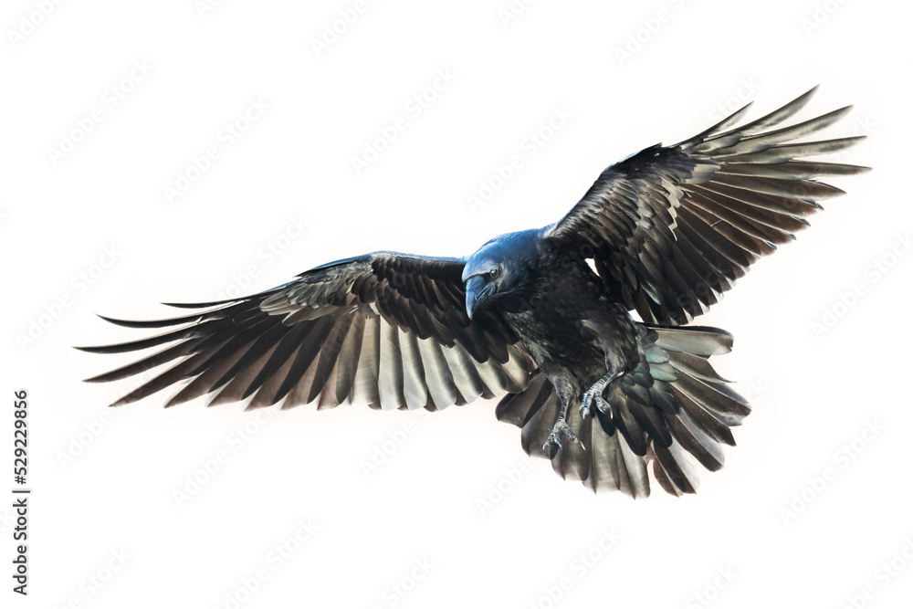 Obraz premium Birds flying raven isolated on white background Corvus corax. Halloween 