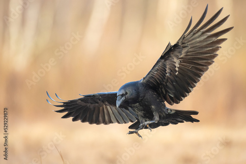 A beautiful raven (Corvus corax) flying bird North Poland Europe © Marcin Perkowski