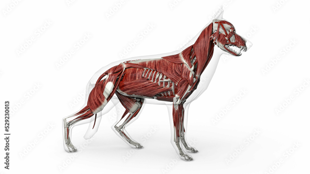 3D render of dog muscles anatomy with transparent body in clean white
