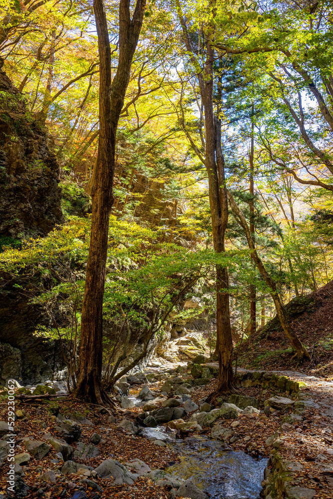 Fototapeta premium 那須塩原の紅葉