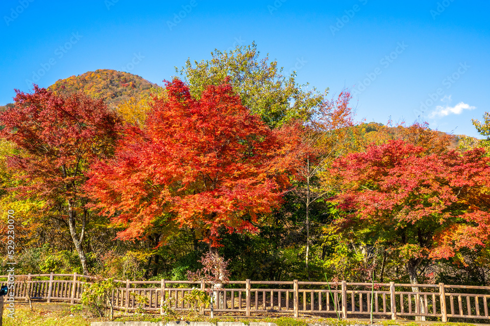 Naklejka premium 那須塩原の紅葉