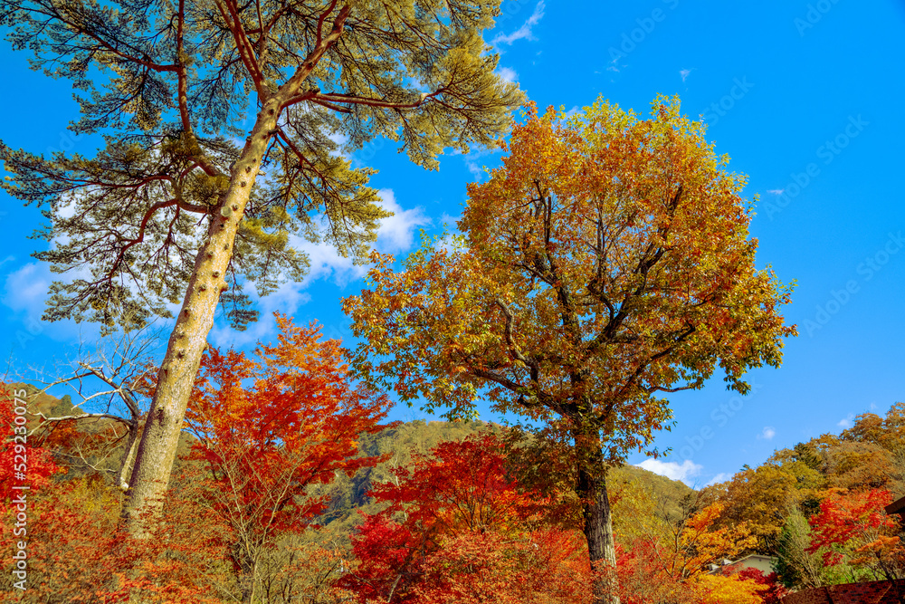 那須塩原の紅葉