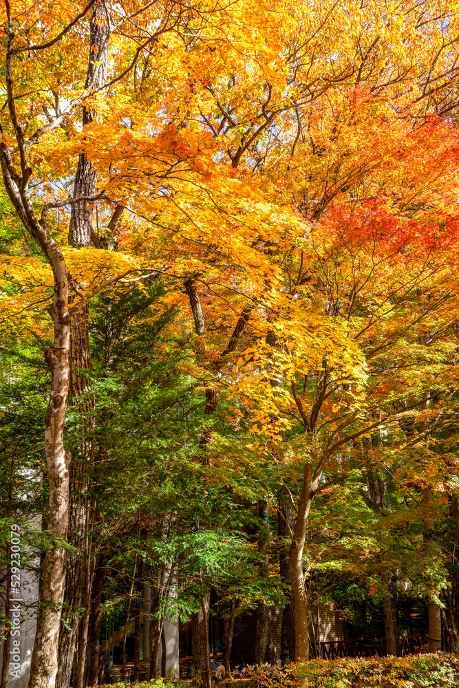 那須塩原の紅葉