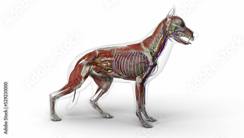 Photo 3D render of dog complete anatomy with transparent  muscles and body in clean wh