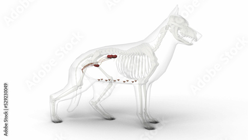 3D render of dog female urogenital system anatomy with transparent body in clean white background photo