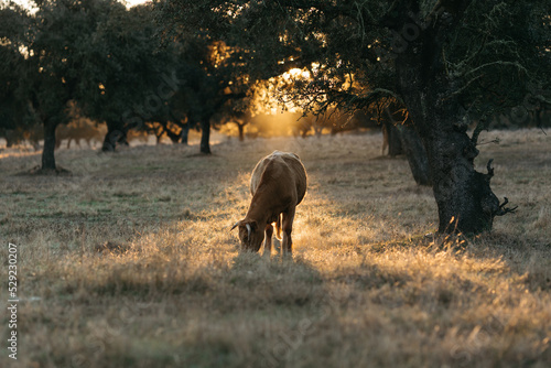 Cows in the field