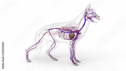 Tableau sur toile 3D render of dog circulatory system anatomy with transparent body in clean white