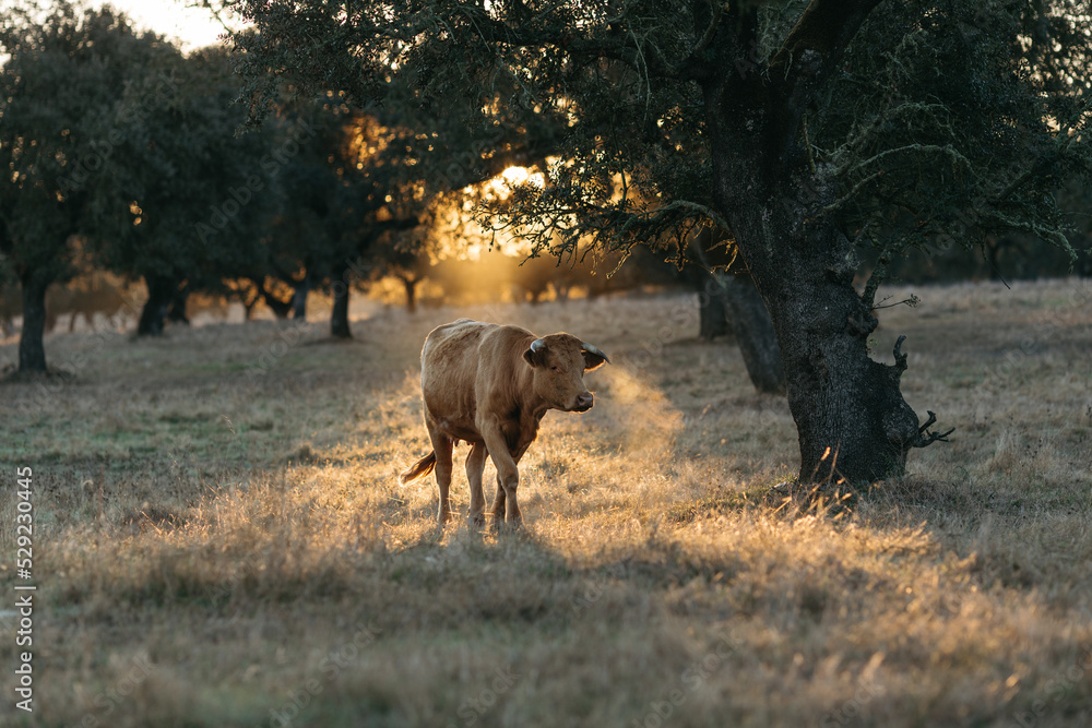 Cows in the field Cows in the field