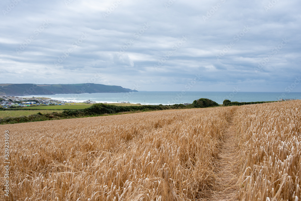 Path through wheat field overlooking the sea in Cornwall