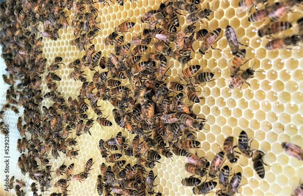 Busy Honeybees Making Honey Busy Honeybees Making Honey