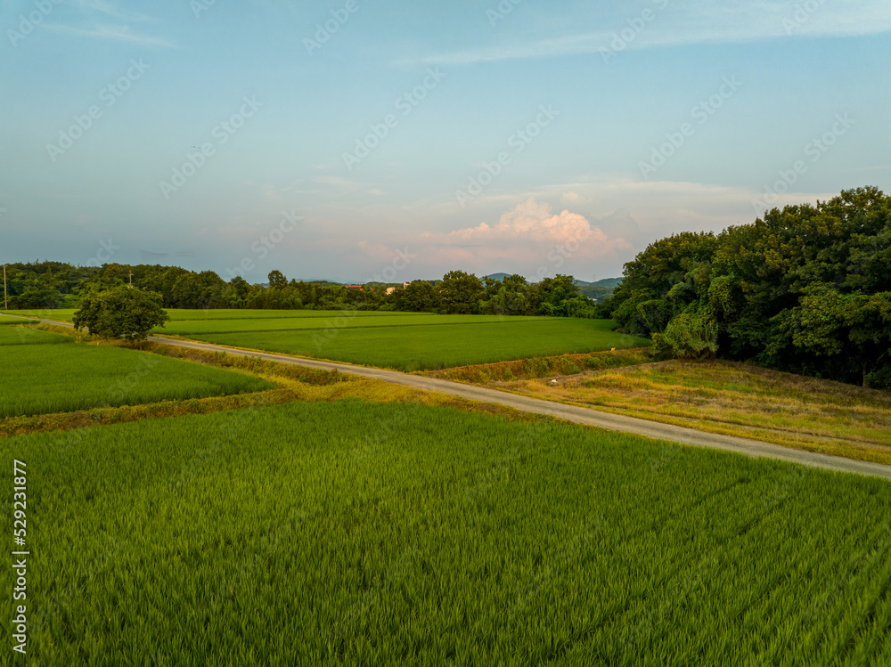 Dirt road through green rice fields on clear day