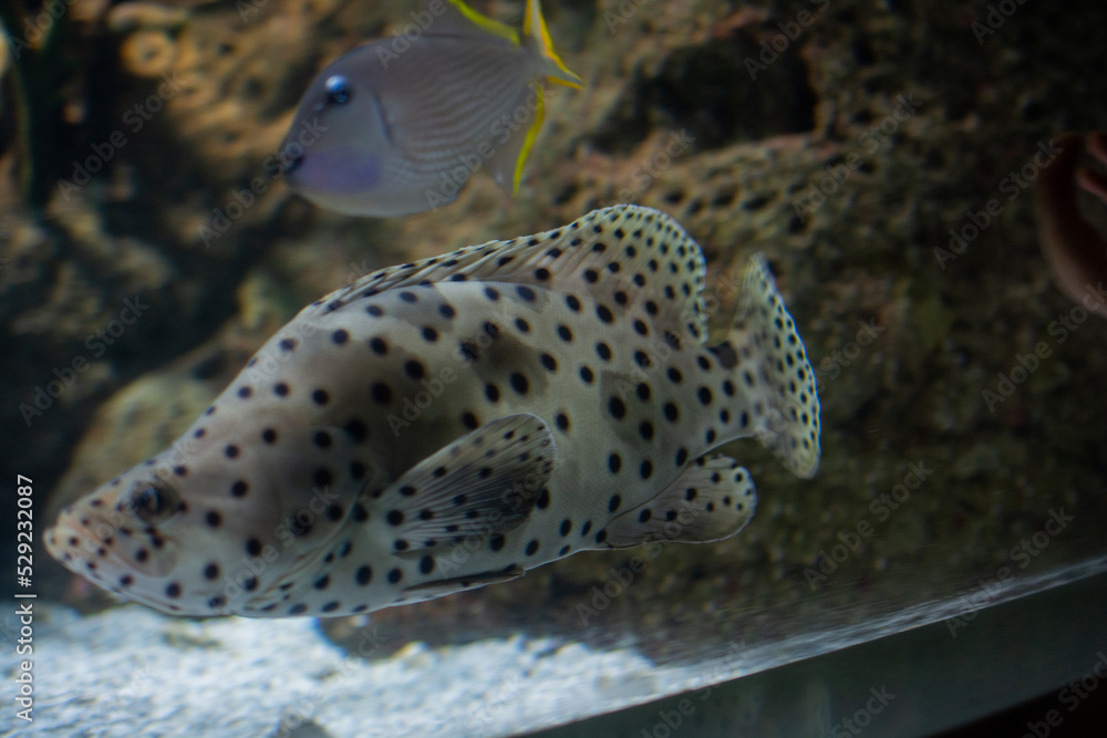 Close-up beautiful colorful fish swim in the aquarium. Close-up beautiful colorful fish swim in the aquarium.