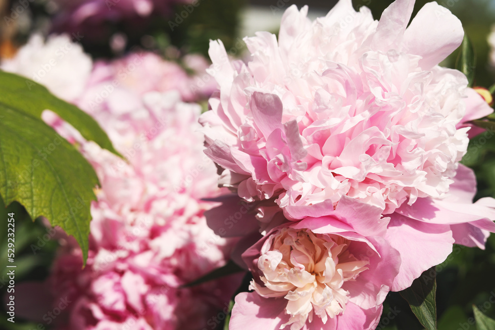Wonderful blooming pink peonies in garden, closeup