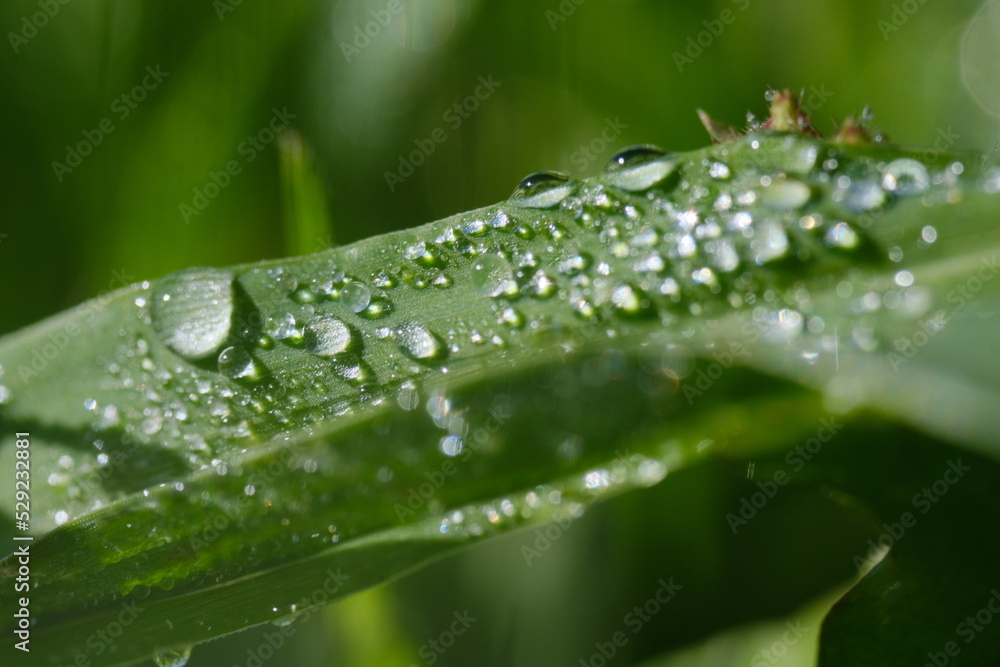macro photography. morning dew is on the grass. sunny weather. drops of water lie on the sheets of green grass. macro photography. morning dew is on the grass. sunny weather. drops of water lie on the sheets of green grass.
