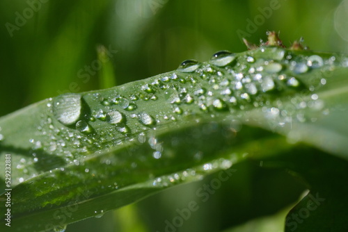 macro photography. morning dew is on the grass. sunny weather. drops of water lie on the sheets of green grass.