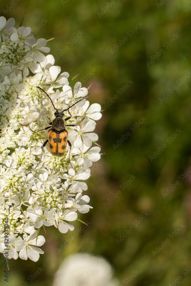 Insect feeding on a flower Insect feeding on a flower