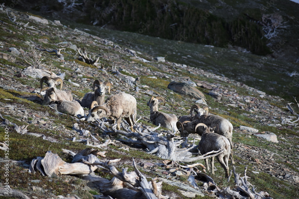 Fototapeta premium wildlife